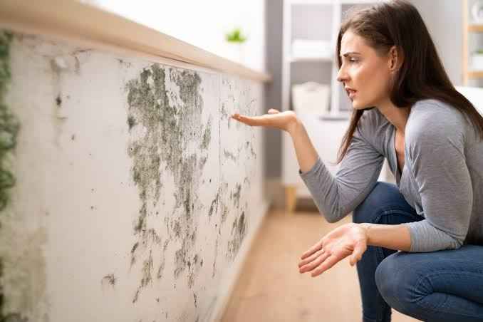 Do Air Purifiers Help with Mold