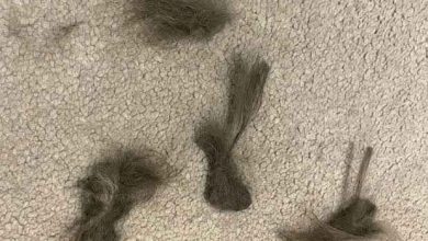 How Frequently Should You Vacuum Carpets with Pets How long do air purifier filters last